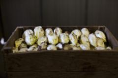 Endive
